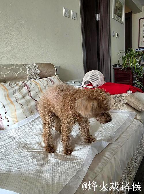 打疯了！斯潘塞命中本场第7记三分，灰熊末节已领先至20分